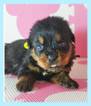 ロットワイラー　ブラック＆タン　オス　子犬販売の専門店　AngelWan　横浜