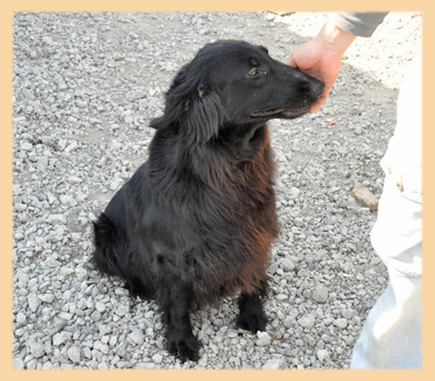 フラットコーテッドレトリバー　母犬　子犬販売の専門店　AngelWan　横浜