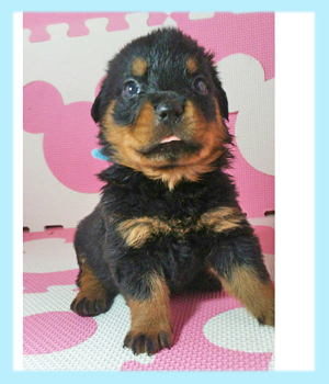 ロットワイラー　ブラック＆タン　オス　子犬販売の専門店　AngelWan　横浜