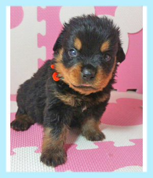 ロットワイラー ブラック&タン オス 子犬販売の専門店 AngelWan 横浜