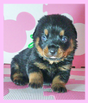 ロットワイラー　ブラック＆タン　メス　子犬販売の専門店　AngelWan　横浜