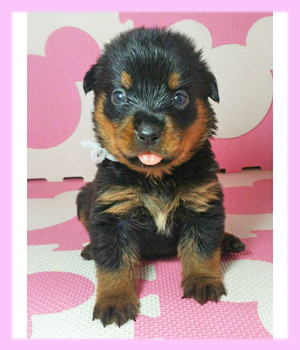 ロットワイラー　ブラック＆タン　メス　子犬販売の専門店　AngelWan　横浜