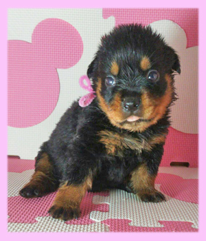 ロットワイラー ブラック&タン メス 子犬販売の専門店 AngelWan 横浜