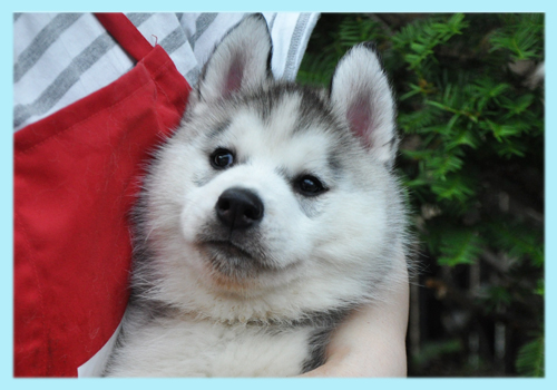 シベリアンハスキー　グレー＆ホワイト　オス　子犬販売の専門店　AngelWan　横浜