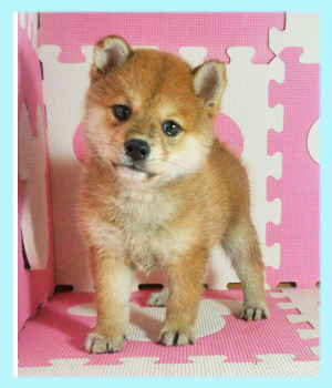 柴犬　赤　オス　子犬販売の専門店　AngelWan　横浜