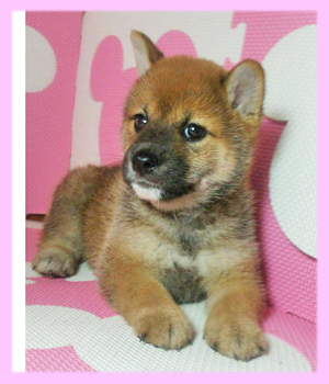 柴犬　赤　メス　子犬販売の専門店　AngelWan　横浜