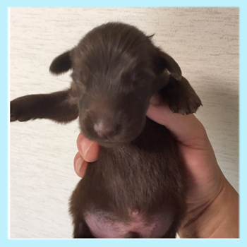 フラットコーテッドレトリバー　レバー　オス　子犬販売の専門店　AngelWan　横浜