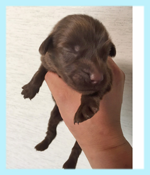 フラットコーテッドレトリバー レバー オス 子犬販売の専門店 AngelWan 横浜