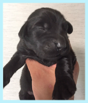 フラットコーテッドレトリバー ブラック オス 子犬販売の専門店 AngelWan 横浜