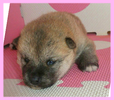 柴犬　赤　メス　子犬販売の専門店　AngelWan　横浜