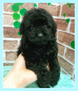 トイプードル　ブラック　オス　子犬販売の専門店　AngelWan　横浜