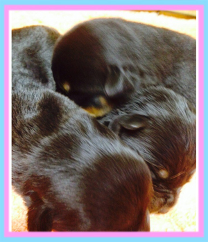 ロットワイラー ブラック&タン 子犬販売の専門店 AngelWan 横浜