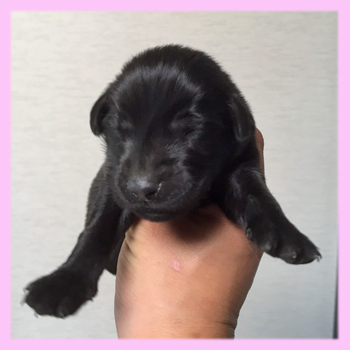 フラットコーテッドレトリバー　ブラック　メス　子犬販売の専門店　AngelWan　横浜