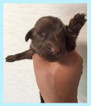 フラットコーテッドレトリバー レバー オス 子犬販売の専門店 AngelWan 横浜