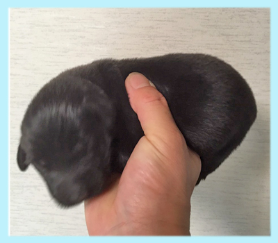 フラットコーテッドレトリバー ブラック オス 子犬販売の専門店 AngelWan 横浜