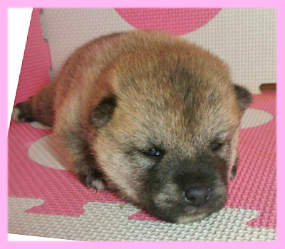 柴犬　赤　メス　子犬販売の専門店　AngelWan　横浜