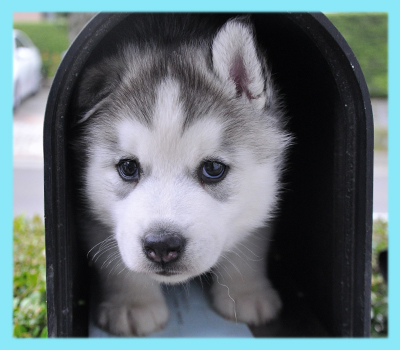 シベリアンハスキー　グレー＆ホワイト　オス　子犬販売の専門店　AngelWan　横浜