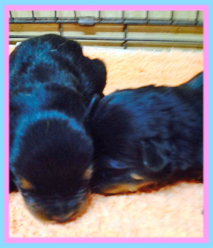 ロットワイラー ブラック&タン 子犬販売の専門店 AngelWan 横浜