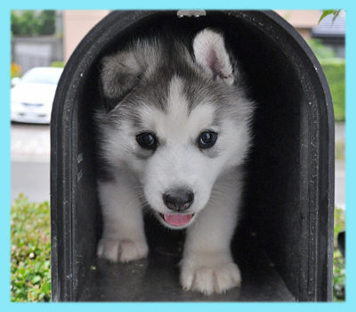 シベリアンハスキー　グレー＆ホワイト　オス　子犬販売の専門店　AngelWan　横浜
