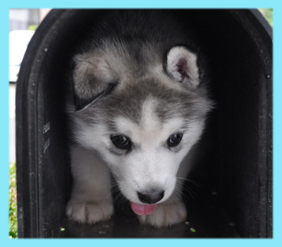 シベリアンハスキー　グレー＆ホワイト　オス　子犬販売の専門店　AngelWan　横浜