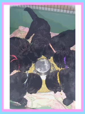 ニューファンドランド　ブラック　子犬販売の専門店　AngelWan　横浜