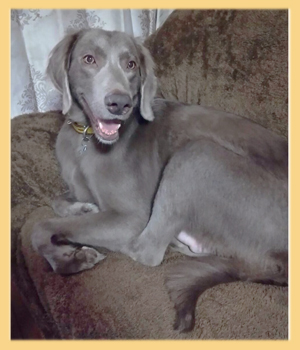 ワイマラナ―　父犬　子犬販売の専門店　AngelWan　横浜