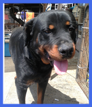 ロットワイラー 父犬 子犬販売の専門店 AngelWan 横浜