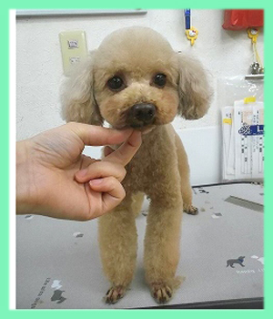 トイプードル　父犬　子犬販売の専門店　AngelWan　横浜