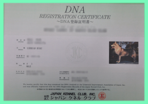シベリアンハスキー　父犬　DNA登録証明書　AngelWan　横浜