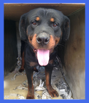 ロットワイラー 父犬 子犬販売の専門店 AngelWan 横浜