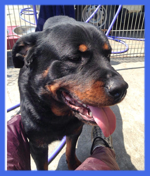 ロットワイラー 父犬 子犬販売の専門店 AngelWan 横浜