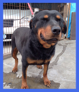 ロットワイラー 父犬 子犬販売の専門店 AngelWan 横浜