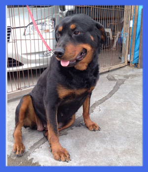 ロットワイラー 父犬 子犬販売の専門店 AngelWan 横浜