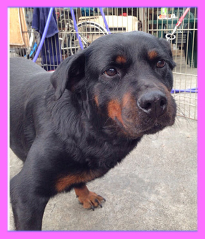 ロットワイラー 母犬 子犬販売の専門店 AngelWan 横浜