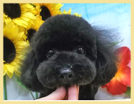 トイプードル　母犬　子犬販売の専門店　AngelWan　横浜