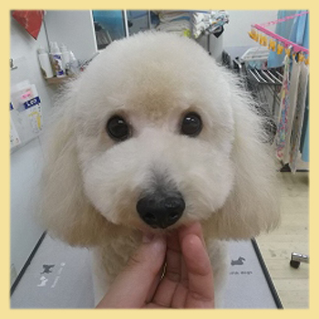 トイプードル　母犬　子犬販売の専門店　AngelWan　横浜
