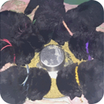 ニューファンドランド　ブラック　子犬販売の専門店　AngelWan　横浜