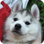 シベリアンハスキー　グレー＆ホワイト　オス　子犬販売の専門店　AngelWan　横浜