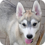 シベリアンハスキー　シルバー＆ホワイト　オス　子犬販売の専門店　AngelWan　横浜