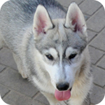シベリアンハスキー　シルバー＆ホワイト　オス　子犬販売の専門店　AngelWan　横浜