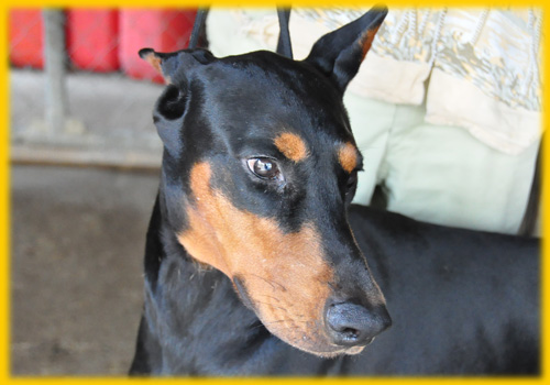 ドーベルマン　父犬　子犬販売の専門店　AngelWan　横浜