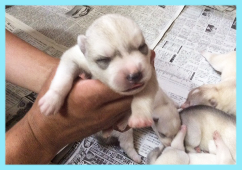 シベリアンハスキー シルバー&ホワイト オス 子犬販売の専門店 AngelWan 横浜