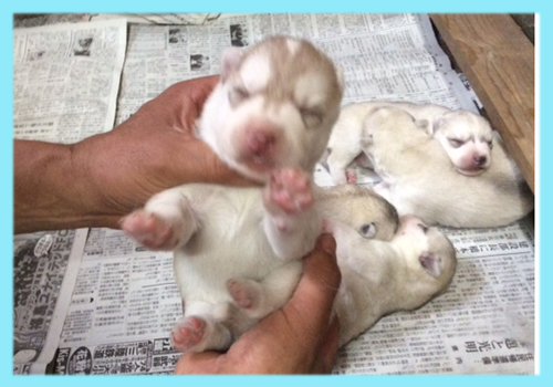 シベリアンハスキー　レッド＆ホワイト　オス　子犬販売の専門店　AngelWan　横浜