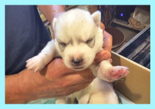 シベリアンハスキー シルバー&ホワイト オス 子犬販売の専門店 AngelWan 横浜