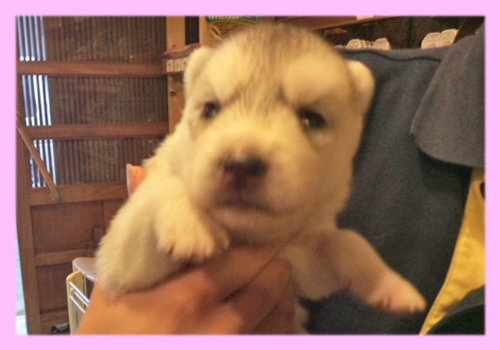 シベリアンハスキー　シルバー＆ホワイト　メス　子犬販売の専門店　AngelWan　横浜