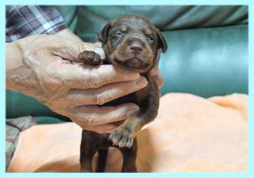 ドーベルマン　チョコレート＆タン　オス　子犬販売の専門店　AngelWan　横浜