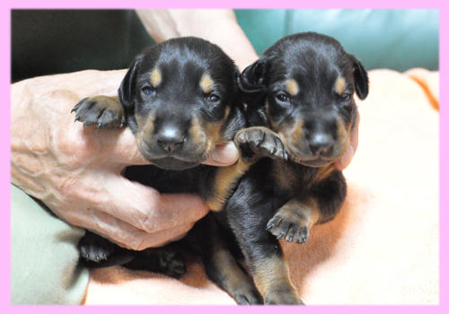 ドーベルマン ブラック&タン メス 子犬販売の専門店 AngelWan 横浜