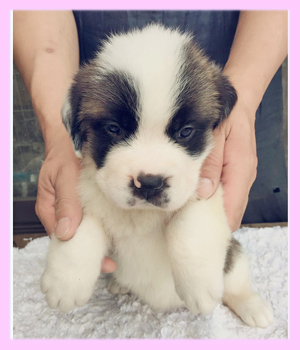 セントバーナード　メス　子犬販売の専門店　AngelWan　横浜