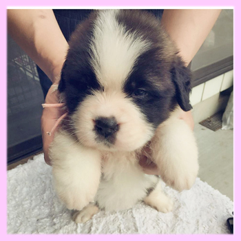 セントバーナード　メス　子犬販売の専門店　AngelWan　横浜