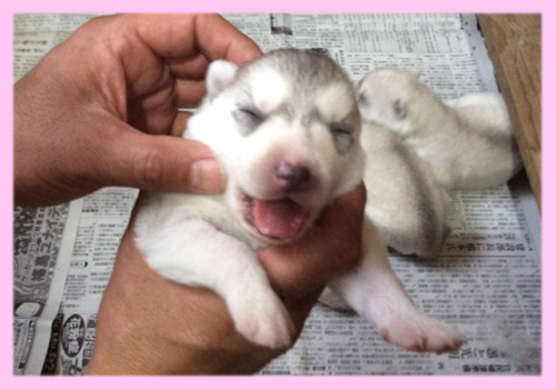 シベリアンハスキー　シルバー＆ホワイト　メス　子犬販売の専門店　AngelWan　横浜